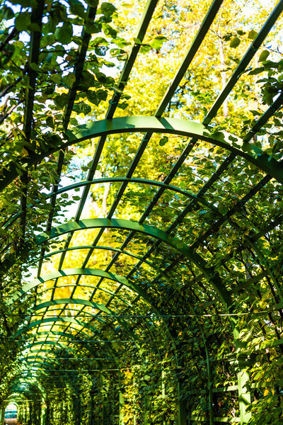 Арка в саду
