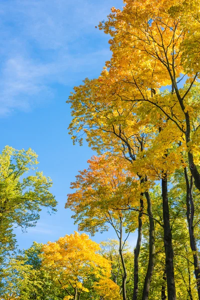 Contraste de árboles en el cielo azul —  Fotos de Stock