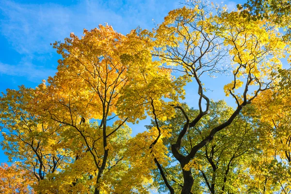 Контрастные деревья на голубом небе — стоковое фото