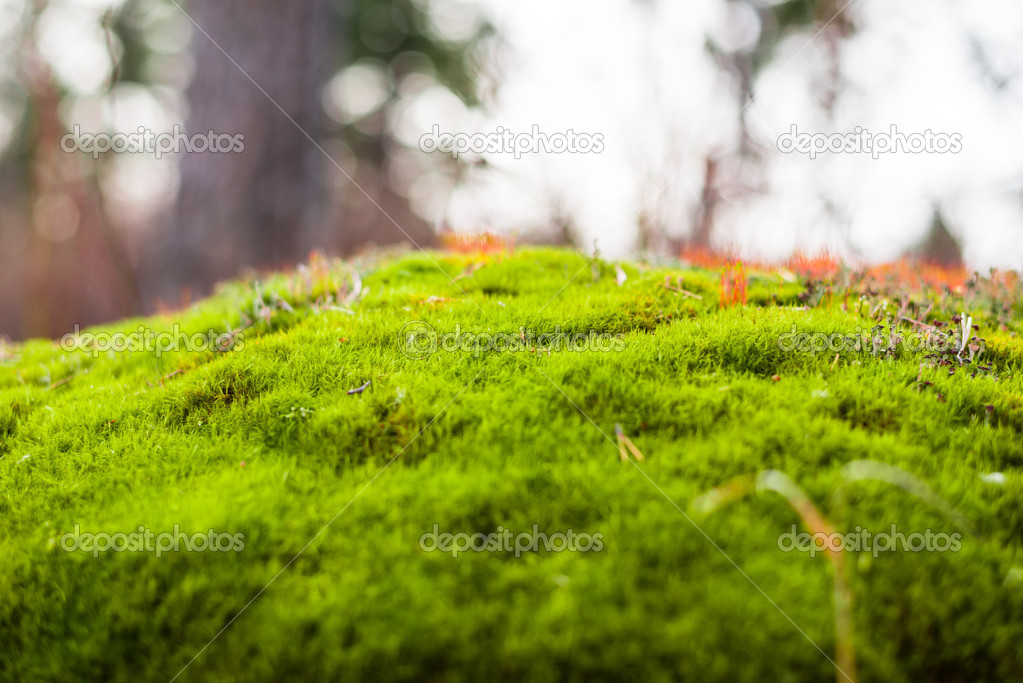 Moss on stone in the forest