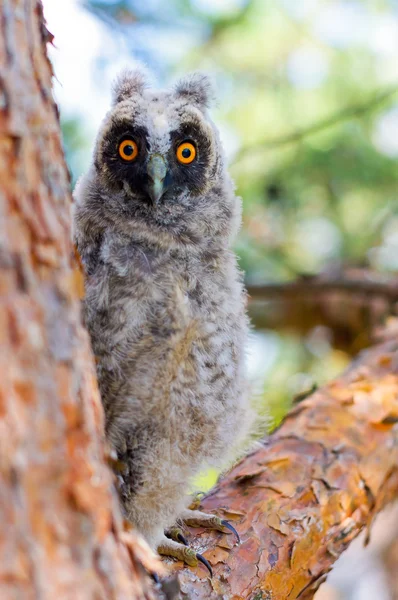 owlet