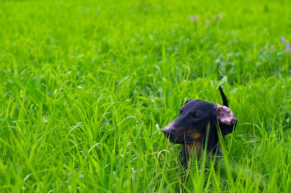 Dachshund dog on the green grass