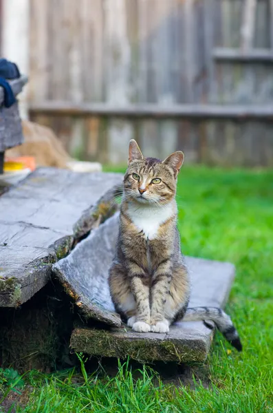 kedi merdivenlerde oturuyor.