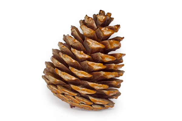 Pine Cone Isolated — Stock Photo, Image