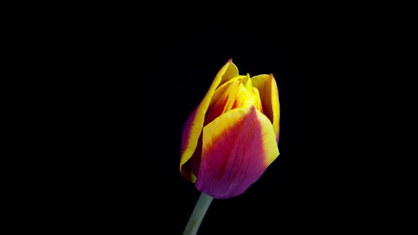 gelbe und lila Tulpenblume blüht im Zeitraffer