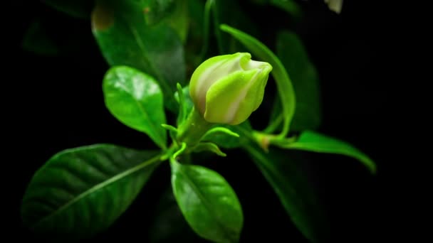 Gardenia Blume blühende Zeitraffer — Stockvideo