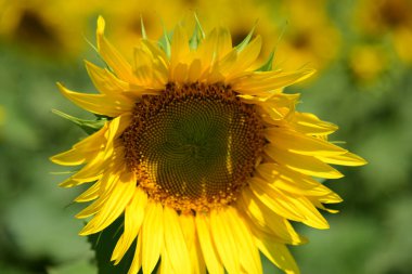 Ayçiçeği tarlası. Çiftçilik. Tarım. Yaz.