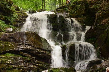 Ukrayna ormanlarında ve sularında vahşi doğa
