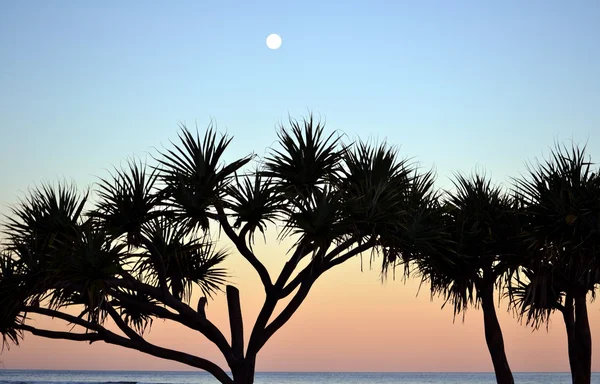 Panadanus alberi in silhouette al tramonto — Foto Stock