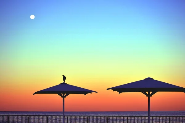 Tropické slunce s plážovými slunečníky a hřadování pták — Stock fotografie