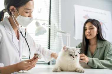 Asian veterinarian examine cat during appointment in veterinary clinic. Professional vet doctor woman sit on table, work and check on animal by stroking and calming kitten with owner in pet hospital.