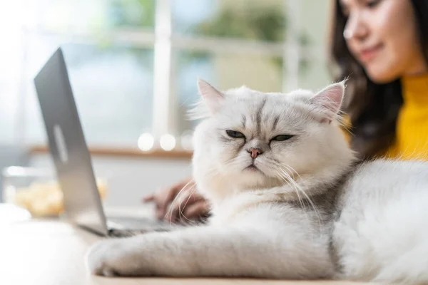Asian attractive business woman typing on laptop and look at her cat. Young beautiful female office worker sit on table, feel happy and enjoy having her pet while work from home during pandemic time.