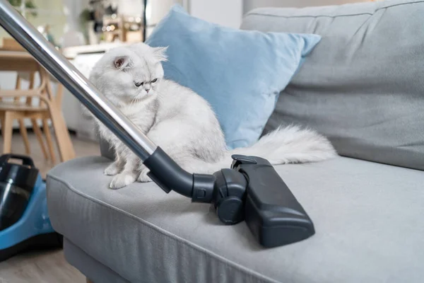 Close Hands Woman Vacuuming Dust Fur Sofa Little Cat Attractive — Stockfoto