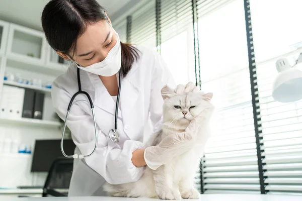 Asiatisk Veterinär Undersöka Katt Utnämning Veterinärkliniken Professionell Veterinär Läkare Kvinna Stockfoto