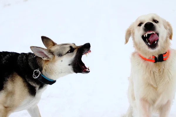 Karda oynayan köpekler
