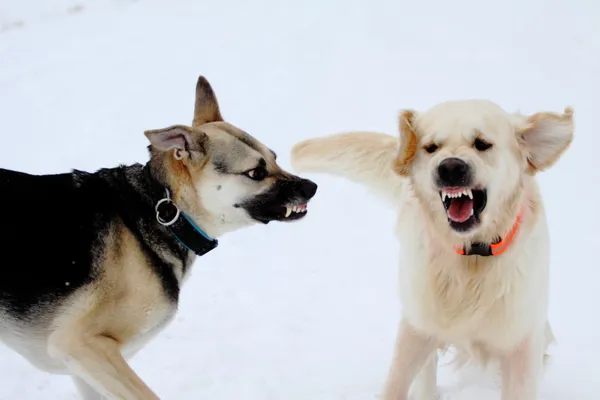 Karda oynayan köpekler