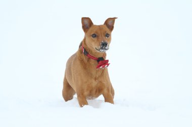 potrait mix köpek