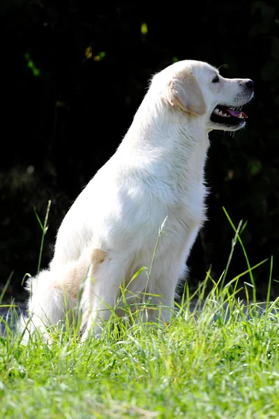 金毛寻回犬第二代 — 图库照片