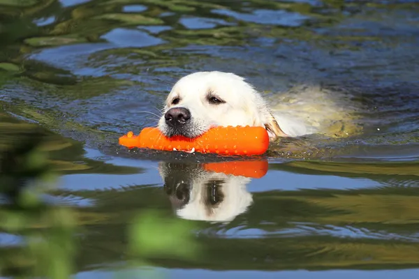 Trabajando Golden Retriever en un río — Foto de Stock