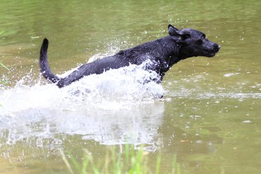 Genç labrador retriever atlama