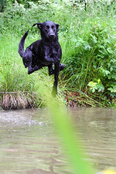 Jumping young Labrador Retriever — Stock Photo, Image