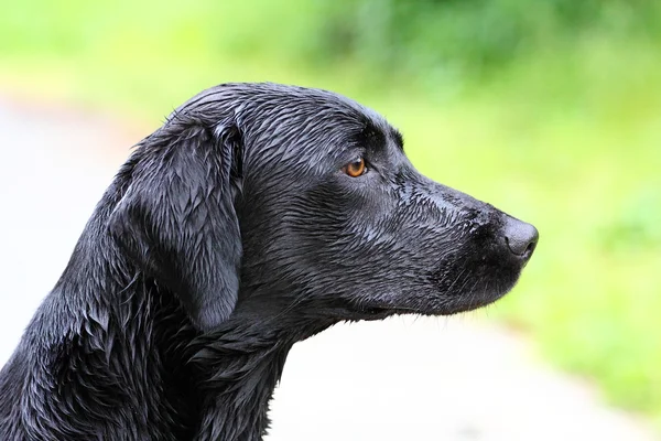 Retrato de un joven Labrador Retriever negro — Foto de Stock