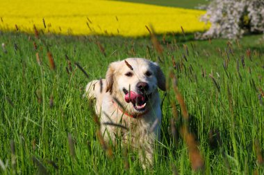Golden retriever bir otlak ile çalışır