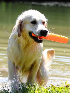 çalışma golden retriever