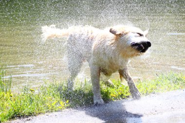 Golden retriever sallayarak