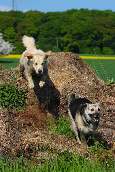 Two Dogs are playing
