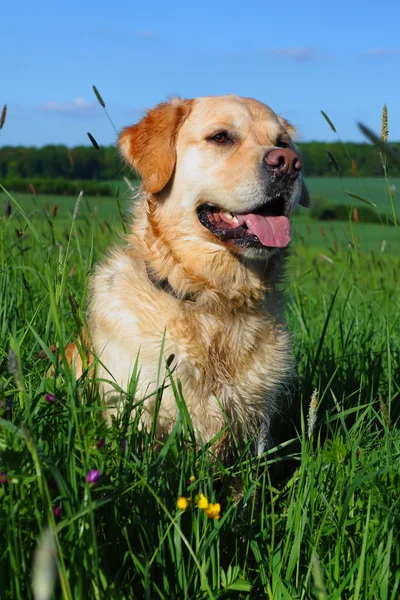 肖像黄金猎犬 — 图库照片