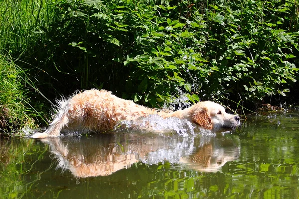 Golden Retriever entra en un lago —  Fotos de Stock