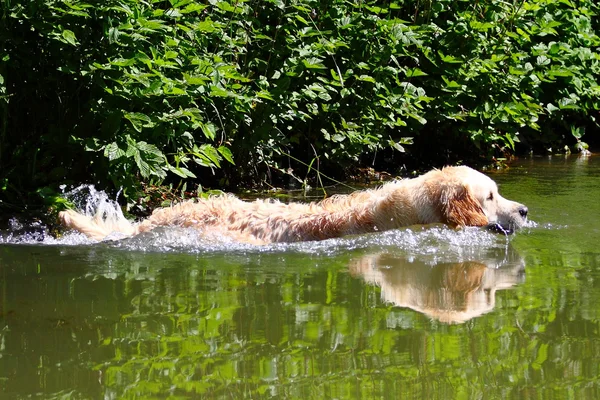 Golden Retriever goes into a lake — Stock Photo, Image