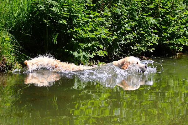 Golden Retriever goes into a lake — Stock Photo, Image