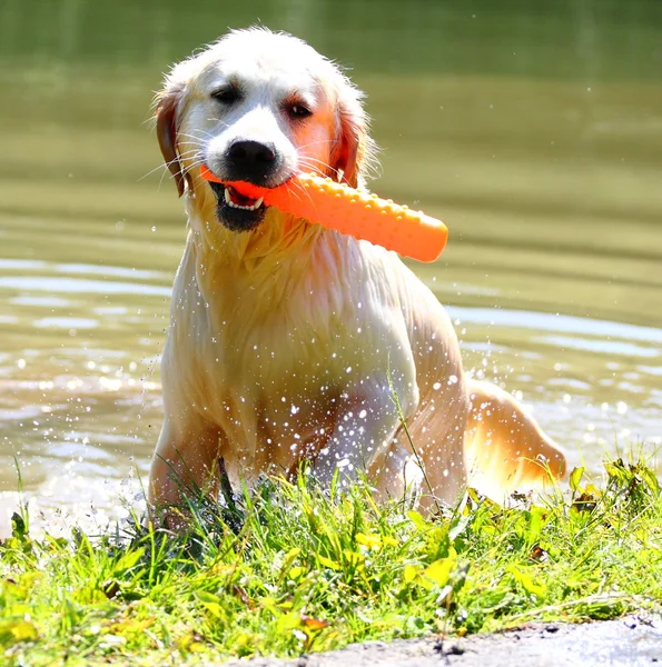 Trabajando golden retriever — Foto de Stock