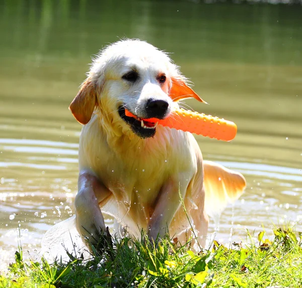 Working Golden Retriever — Stock Photo, Image