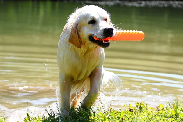 Trabajando golden retriever —  Fotos de Stock