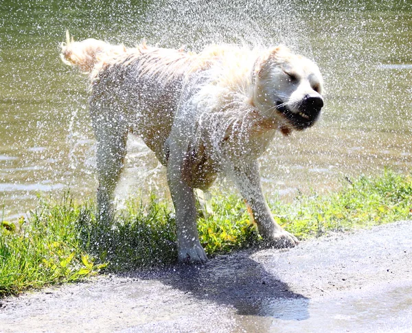 Shaking Golden Retriever — Stock Photo, Image