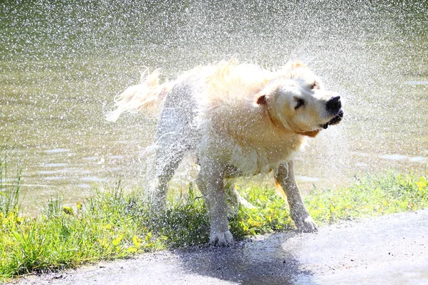 Agitazione Golden Retriever — Foto Stock