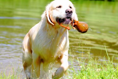 çalışma golden retriever