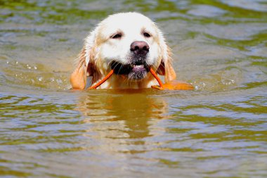 çalışma golden retriever