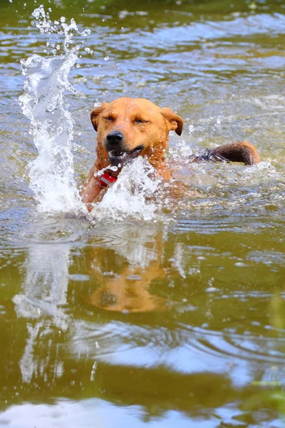 Swimming Mixed Dog — Stock Photo, Image