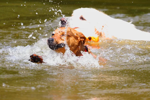 iki köpek yüzüyor
