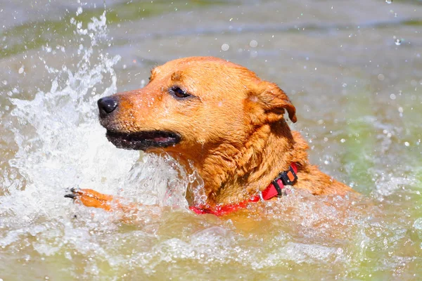 Swimming Mixed Dog — Stock Photo, Image