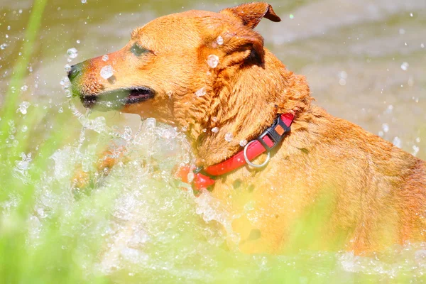 Natación mixta perro — Foto de Stock