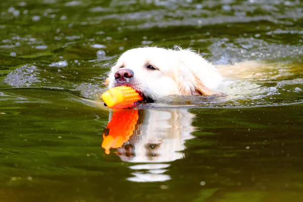 Εργασίας golden retriever — Φωτογραφία Αρχείου