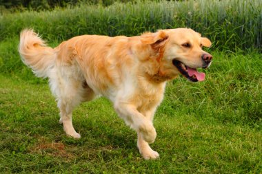 şanslı golden retriever