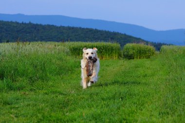 çalışma golden retriever