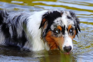 portre Avustralya sheppard