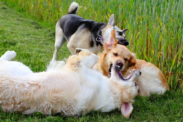 Cani da gioco — Foto Stock